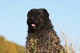 BOUVIER DES FLANDRES 272